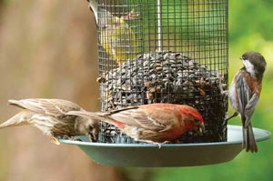 What to Feed Wild Birds Image